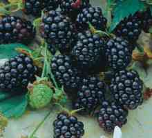 Blackberry Triple Crown: descrierea cultivarului, fotografie, trăsături de cultivare
