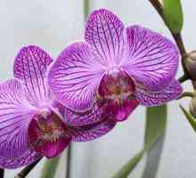 Phalaenopsis: reproducere și îngrijire la domiciliu