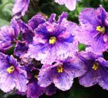 Violet Chimera: descriere, reproducere, cultivare și varietăți