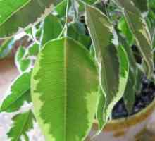 Ficus Benjamin: transplant, îngrijire, udare, fotografie