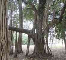 Ficus Bengali: îngrijire, reproducere, condiții de creștere