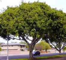 Ficus Moclame: Cultivarea și îngrijirea