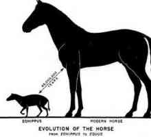 Seriile filogenetice de cai - o icoană a procesului evolutiv