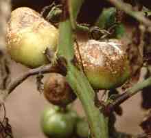 Phytophthora pe tomate: metode de luptă și prevenire