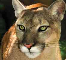 Florida Puma: descriere și fotografie