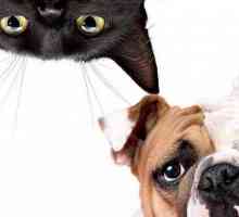`Foresto` - guler pentru pisici și câini: caracteristici și recenzii