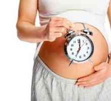 Formarea fetală după săptămâni de sarcină. Dezvoltarea fătului pe săptămână