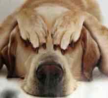 `Fospasim` pentru câini - protecție împotriva stresului