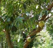 Fructul de guanaban: recenzii ale medicilor. Guanabana vindeca cancerul?