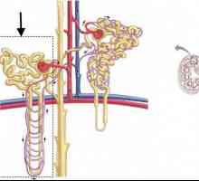 Funcțiile și structura nefronului