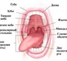 Funcțiile și structura cavității orale