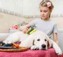 Furminator pentru câini - ce este? Furminator pentru câini: fotografie, recenzii, sfaturi privind…