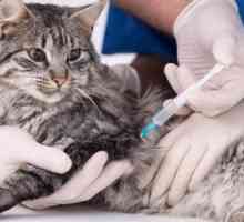 "Gamavit": instrucțiuni pentru utilizare în medicina veterinară, doze