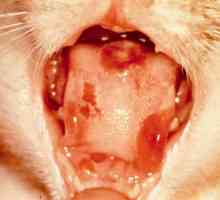 Stomatita gangrenă la pisici: cauze, simptome, tratament