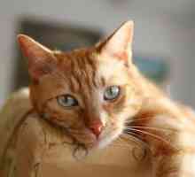 Gastrita la pisici: cauze, simptome, tratament și prevenire. Ce să hrănești pisica acasă