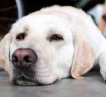 Gastroenterita la câini: cauze, simptome, tratament