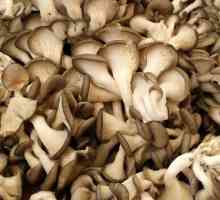 Unde și cum se folosește ciuperca de stridii: gătit și depozitat