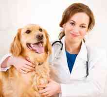 Unde este cea mai bună clinică veterinară din raionul Primorsky?