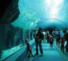Unde sunt cele mai mari acvariu din lume?
