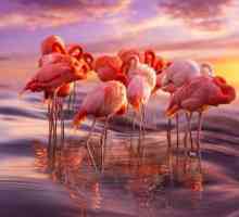 Unde trăiește flamingo-ul și ce mănâncă?
