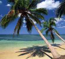 Unde crește nuca de cocos? Condiții de viață ale palmelor de nucă de cocos