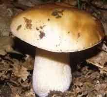 Где растут белые грибы, и когда их нужно собирать?
