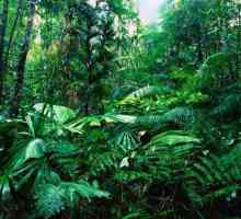 De unde cresc pădurile tropicale? Lumea animală a pădurilor tropicale. Clima pădurii tropicale
