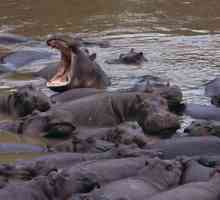 Unde se nasc hipopotami? Sunt hipopotonii nascuti sub apa?