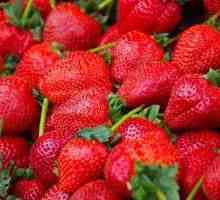 Unde sunt cele mai bune căpșuni cultivate? Lenin Farm de stat (raionul Leninsky, regiunea Moscova):…