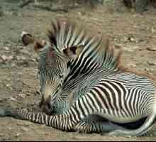 Unde trăiește zebra: fapte dungate