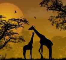 Unde locuiesc girafele? Care este habitatul girafelor și cum se adaptează la acestea?