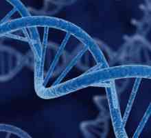 Gene, genom, cromozom: definiție, structură, funcții