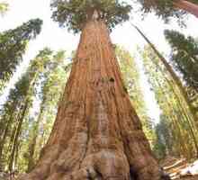 `Generalul Sherman` este cel mai mare copac din lume. Sequoia gigant