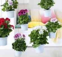 Geranium regal: tăiere pentru înflorire luxuriantă, îngrijire și reproducere acasă