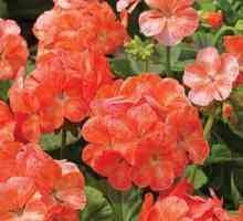Geranium: pot păstra casa, beneficiile și daunele geraniumului în casă