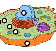 Hialoplasma este un mediu lichid al unei celule care combină componentele sale