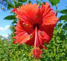 Hibiscus mlaștină: plantare și îngrijire