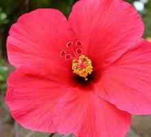 Hibiscusul sau trandafirul chinezesc: cultivarea și îngrijirea
