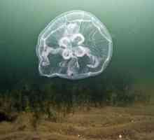 Hidroid (meduze): structură, reproducere, fiziologie