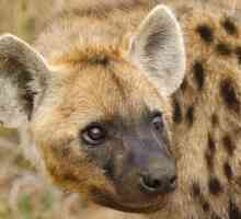Hyena este netedă. Descriere, habitat