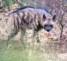 Hyena dungi (Hyaena hyaena): descriere, habitat. Lumea hienelor