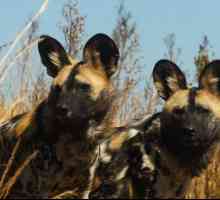 Hyenic Dogs: descriere, stil de viață, populație