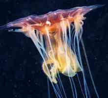 Giant meduza cianura: descriere, stil de viață, fapte interesante