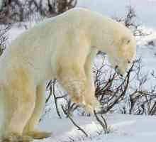 Ursul polar urbane: descriere și habitat