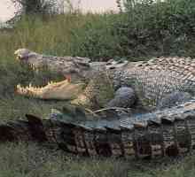 Un crocodil gigant. Cel mai mare crocodil din lume