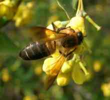 Albinele albanezilor: mierea halucinogenă și prada acesteia