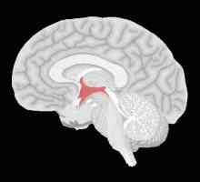 Hypothalamus - ceea ce este și relația sa cu lobul hipofizar