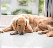 Гипотиреоз у собак: симптомы, лечение, причины болезни