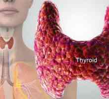 Histologia glandei tiroide: cum merge, interpretarea rezultatelor. Structura și funcția glandei…