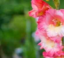 Gladiolus: aterizare și îngrijire în teren deschis